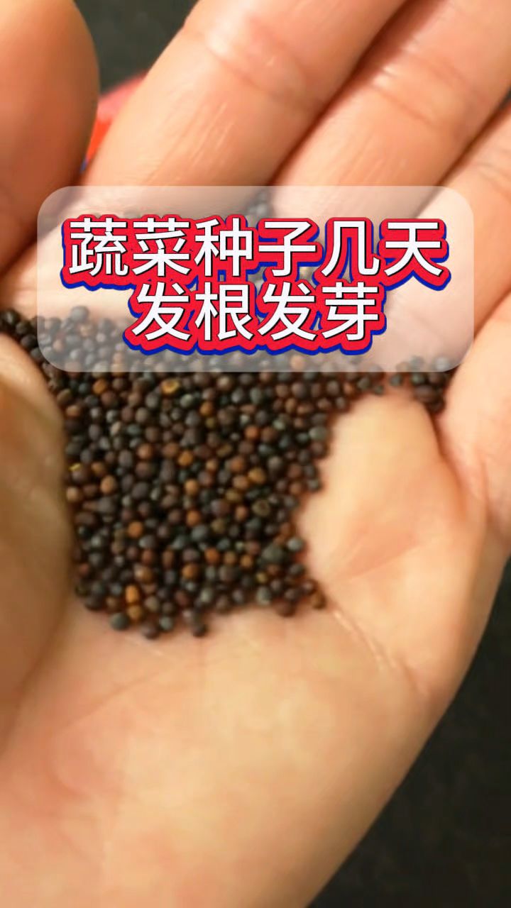 蔬菜种子几天发根发芽