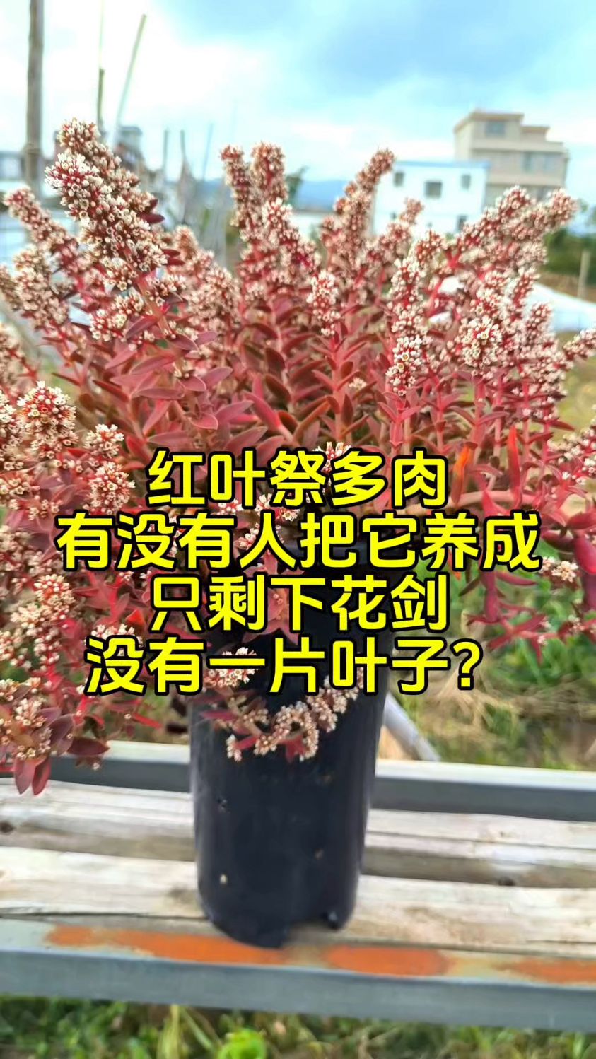红叶祭多肉,开花极美,花谢将挂