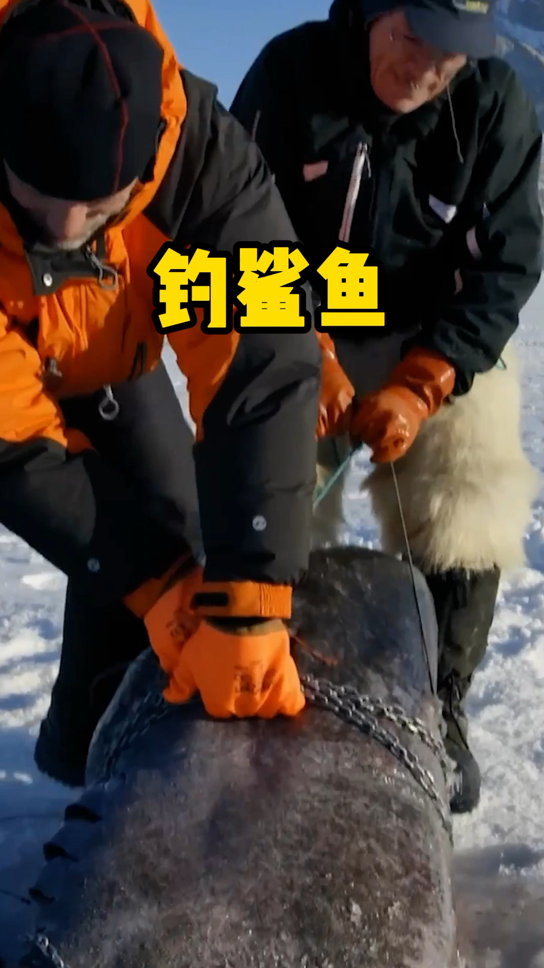 渔民钓到了1000多斤的鲨鱼,体型大到连锅都装不下!