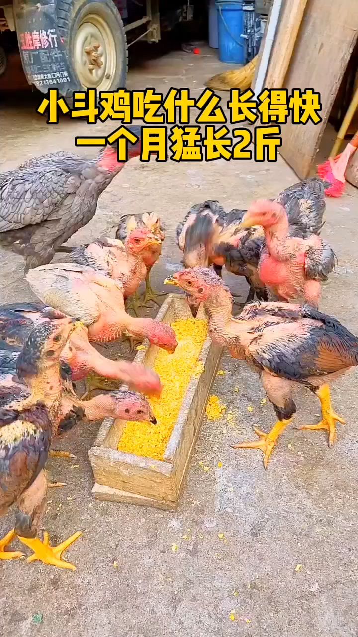 斗鸡一个月长两斤。