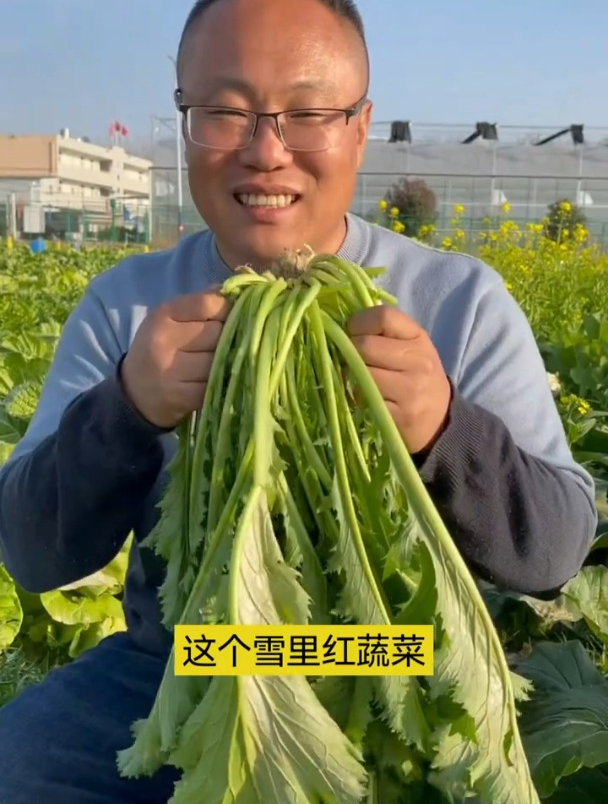 冻不死的雪里蕻,有野菜的清香,还能用来制成梅干菜吃!