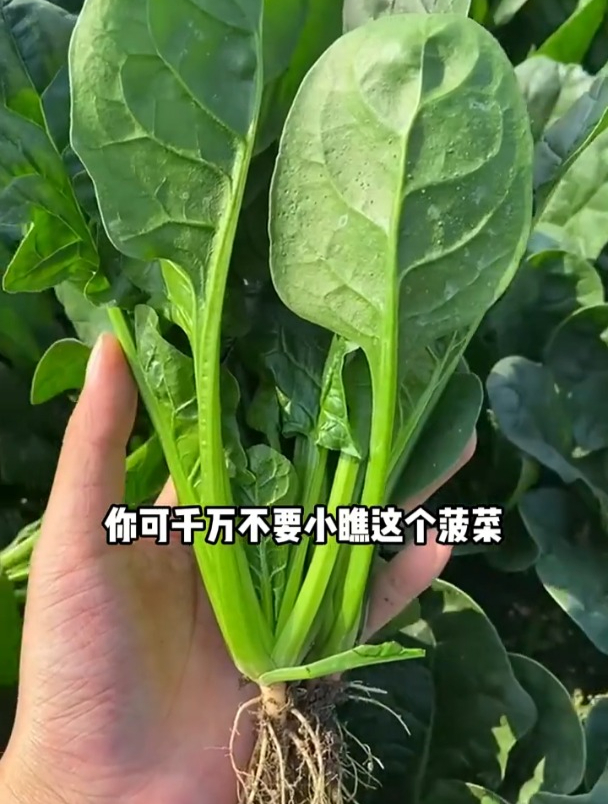 大叶老品种菠菜,北方寒冷地区也能生长,比普通菠菜口感好