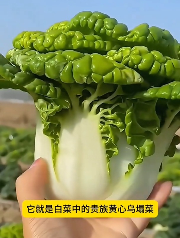 耐寒黄心乌,现在种吃到来年春!
