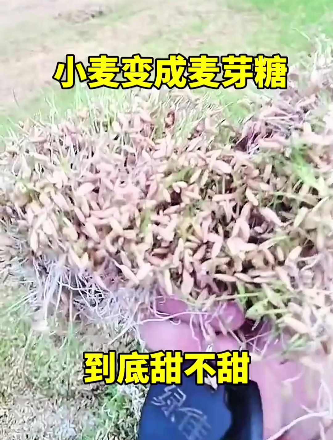 小麦变成麦芽糖,到底甜不甜
