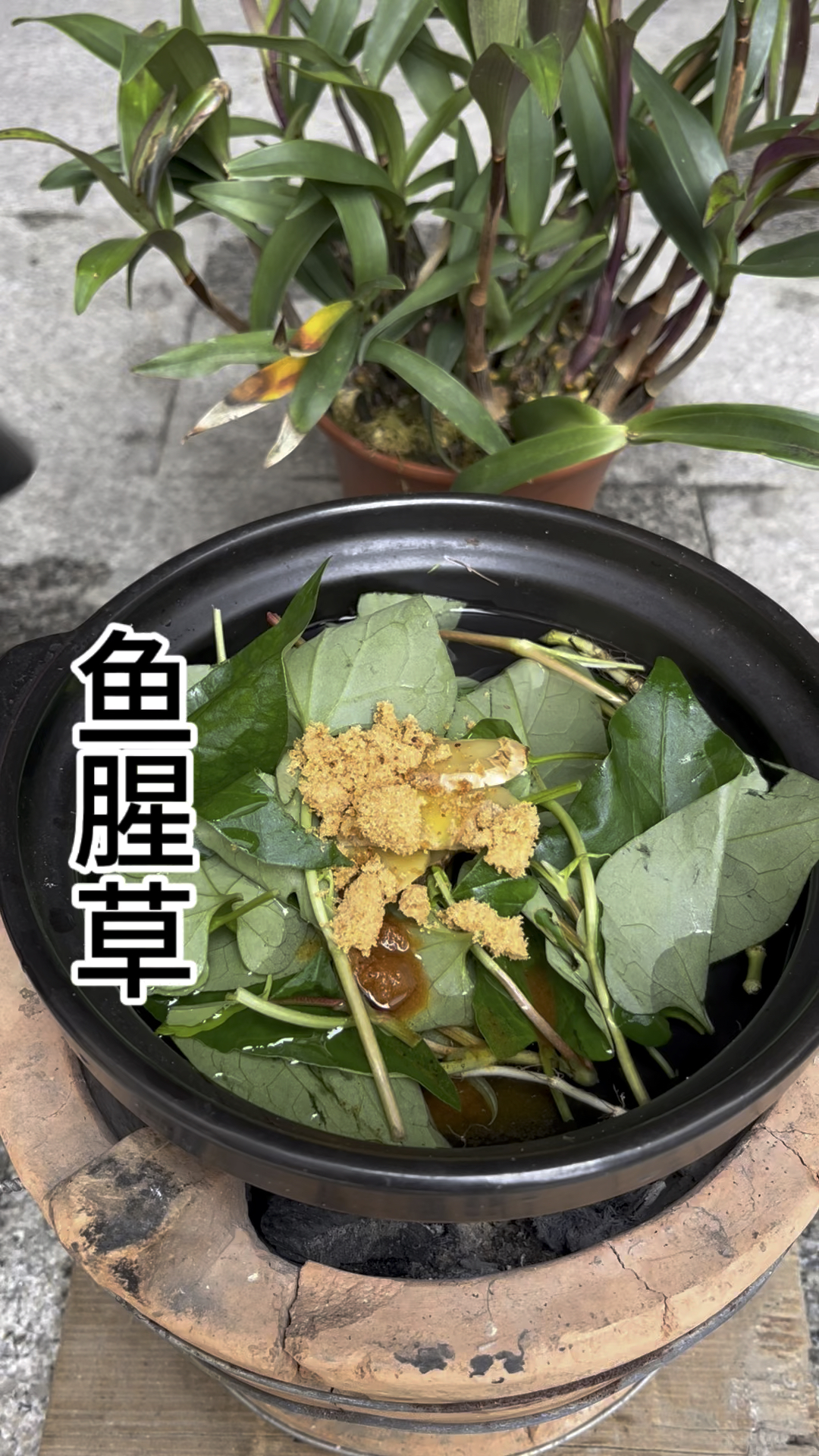 鱼腥草又叫折耳根,有的人喜欢用它凉拌,而我喜欢这样煮成茶