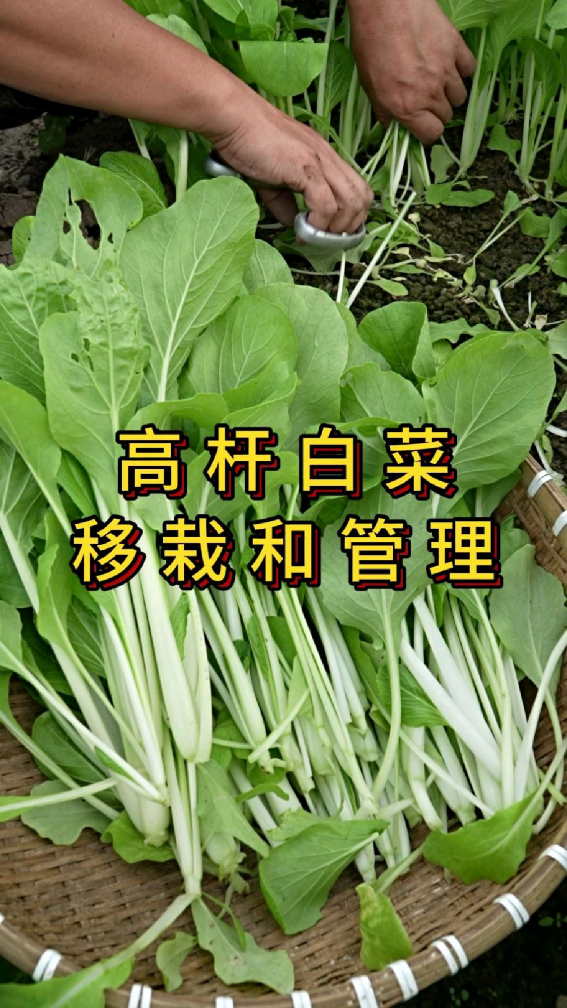 高杆白菜移栽和管理,小苗怎么吃