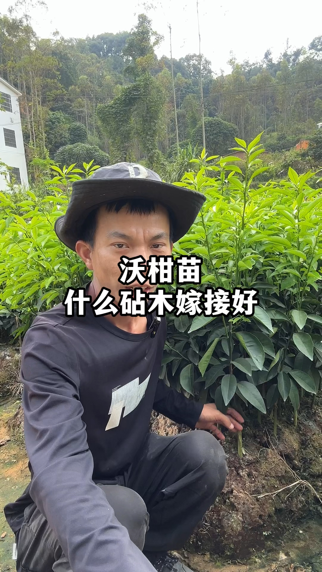 沃柑苗什么砧木嫁接好?带你看看4种砧木嫁接,有什么不一样