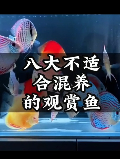 观赏鱼品种千千万,凶猛和混养禁忌全知道!