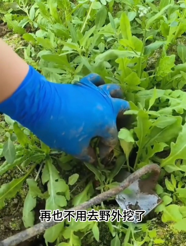 农村遍地都是的大叶荠菜,营养高用途广,如今家家户户抢着种