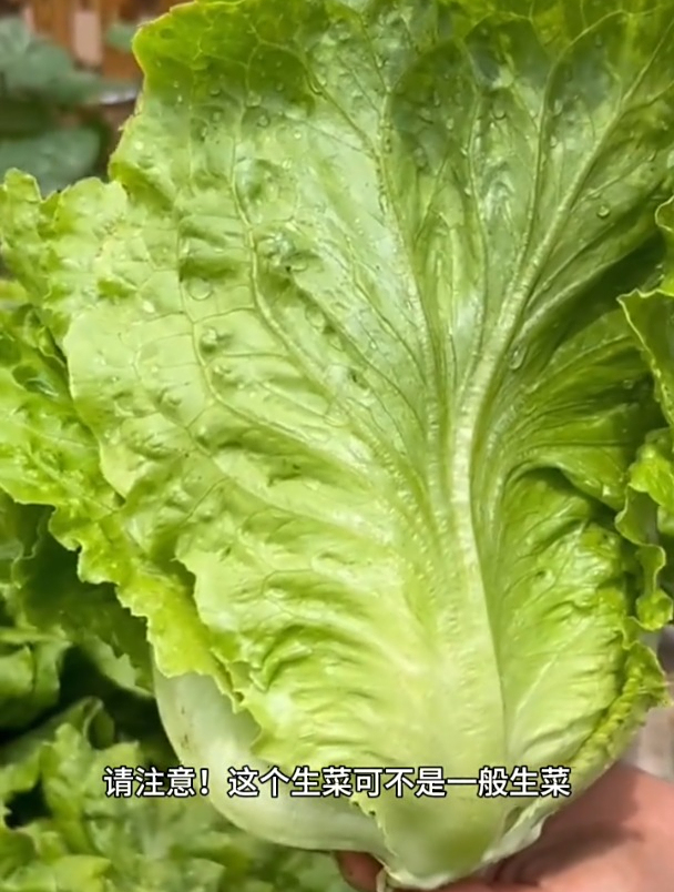 奶油生菜鲜嫩无比,种植也简单,还能反复采收!