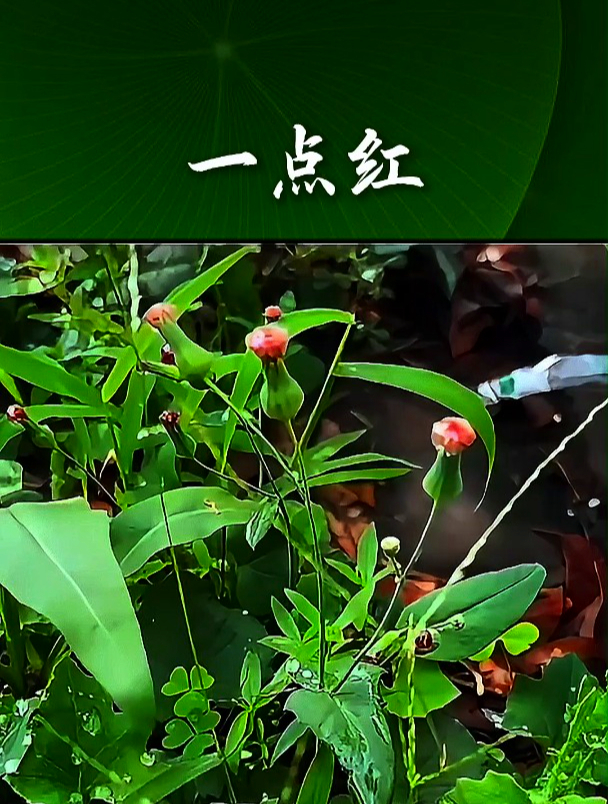 一点红也叫野木耳菜,拿它煮水饮用,可以增强身体的抵抗力