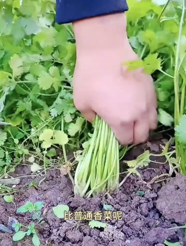 大叶香菜不仅生长快,还耐旱,比普通香菜口感更好!
