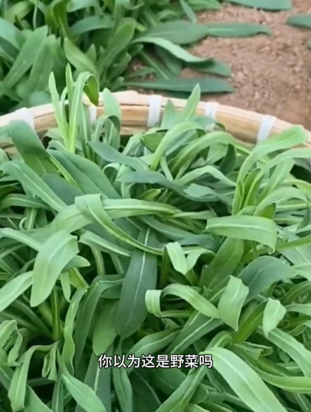 野生面条菜,撒子就长,营养丰富!