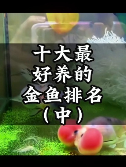 你家金鱼的排名会是多少呢?快来看看!