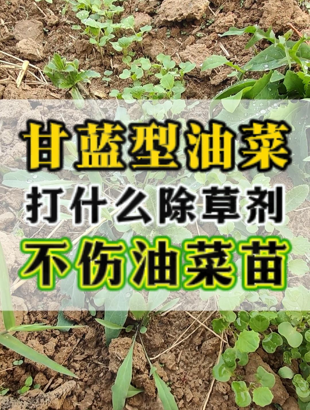 甘蓝型油菜,打什么除草剂,不伤油菜苗-甘蓝型油菜专用除草剂