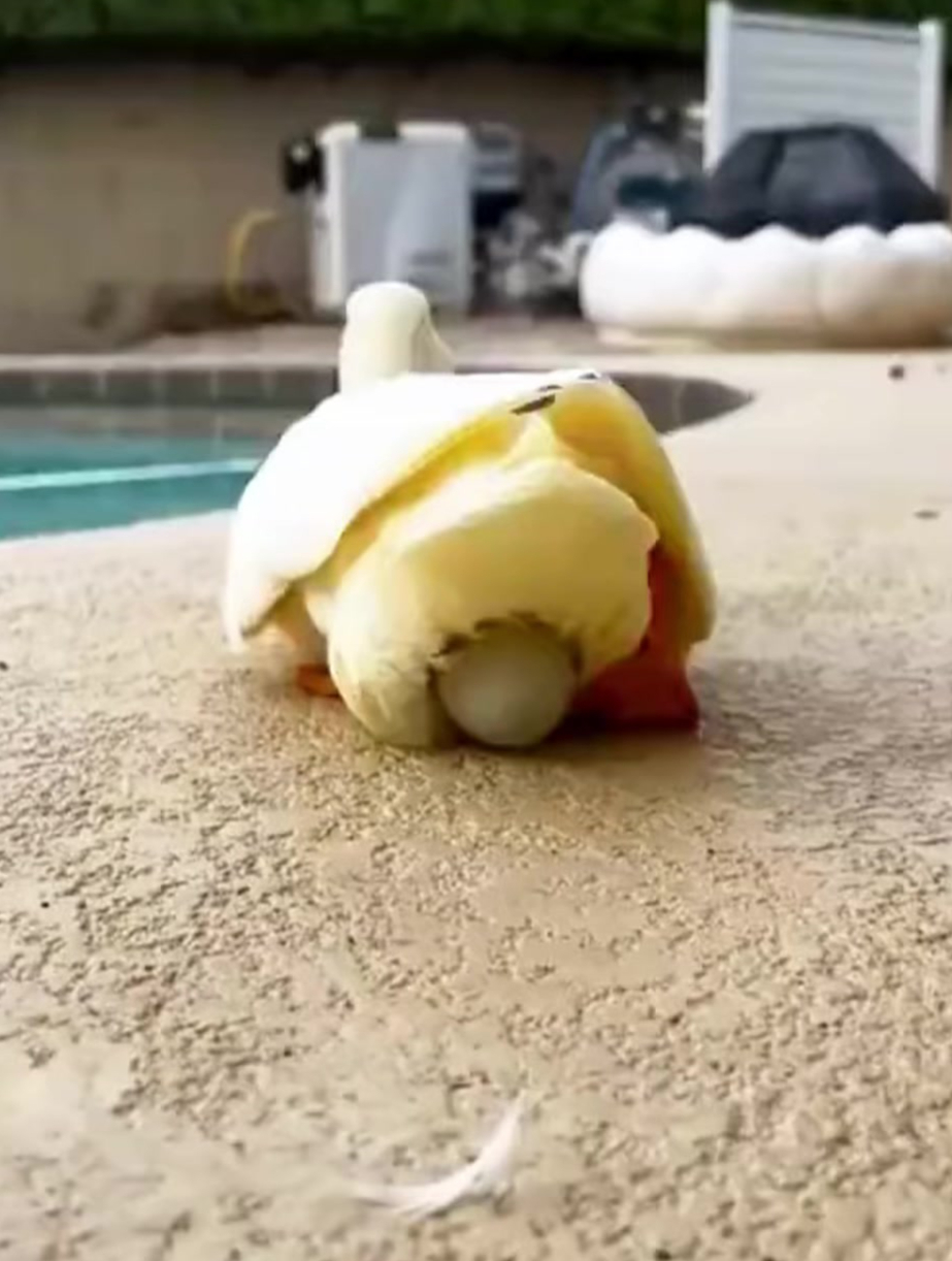 一枚鸭蛋的成长经历~