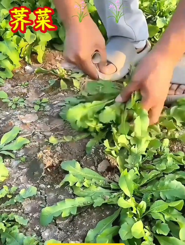 耐寒又耐热,大叶荠菜营养好,四季都能种