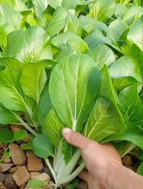 奶白菜好种植易管理,个把月就能采收,还能多茬采收