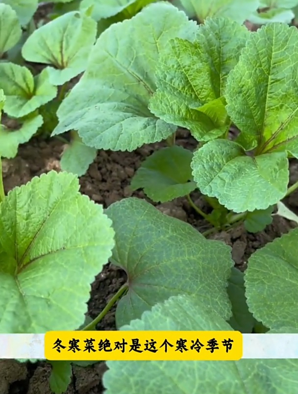 冬寒菜又叫冬葵,有野菜的清香,冬季用来煮粥味道是一绝!