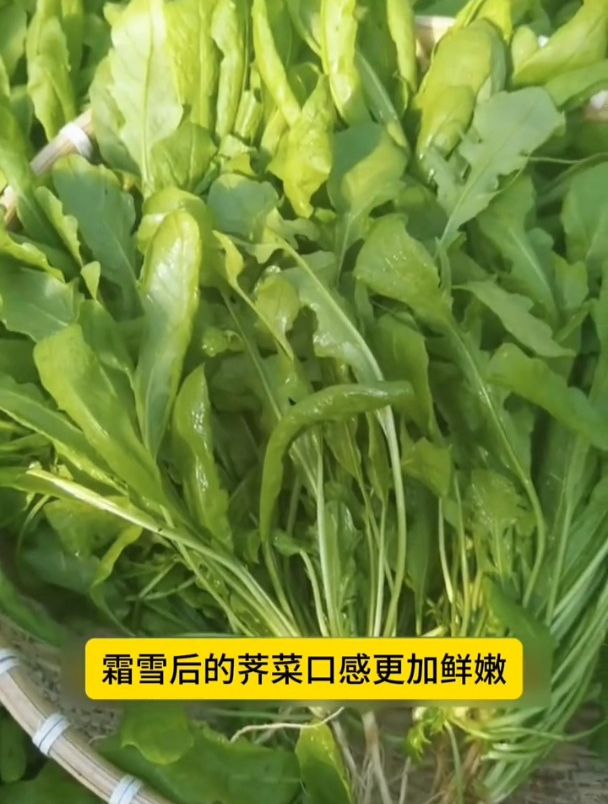 大叶荠菜好吃营养高,自己在家也能种,撒籽就长!