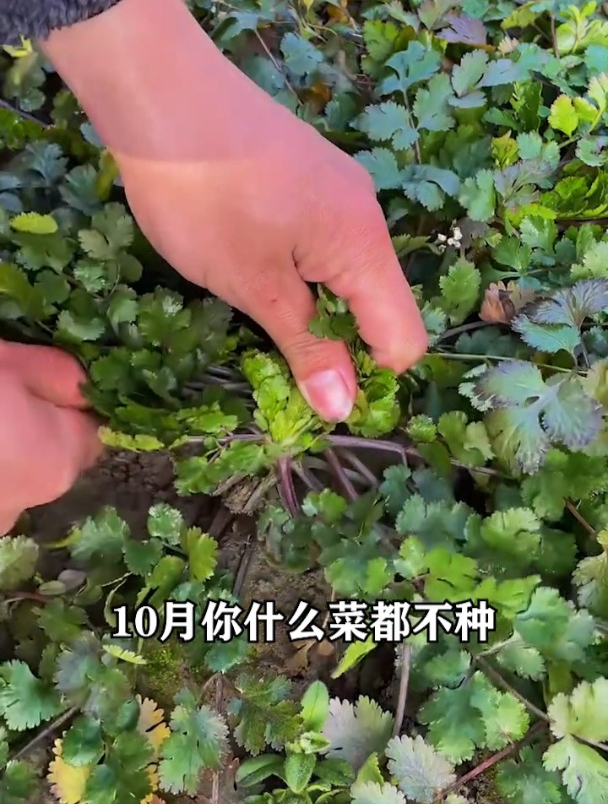 老品种趴地菠菜,寒露地区照样生长,比普通菠菜口感更好