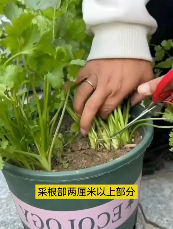大叶香菜,清香不招虫,自己在家就可以种!