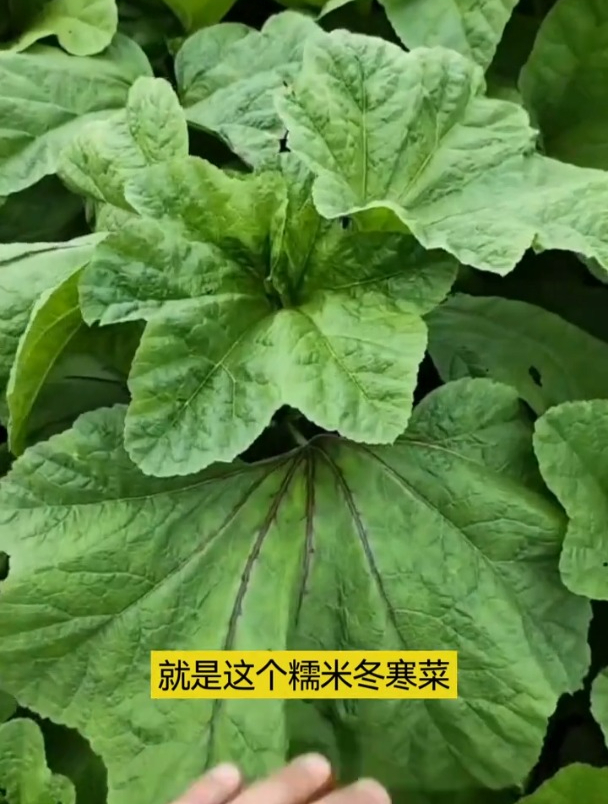 冬寒菜也叫冬葵,耐寒采收时间长,有野菜的清香味!