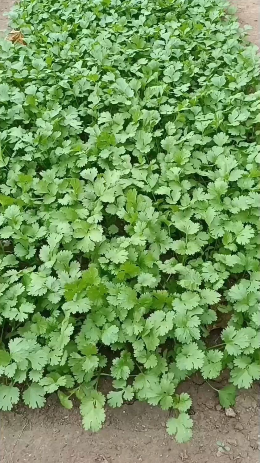 香菜不发芽的主要原因