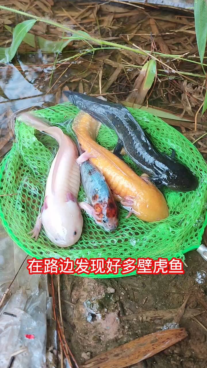 水沟发现好多壁虎鱼