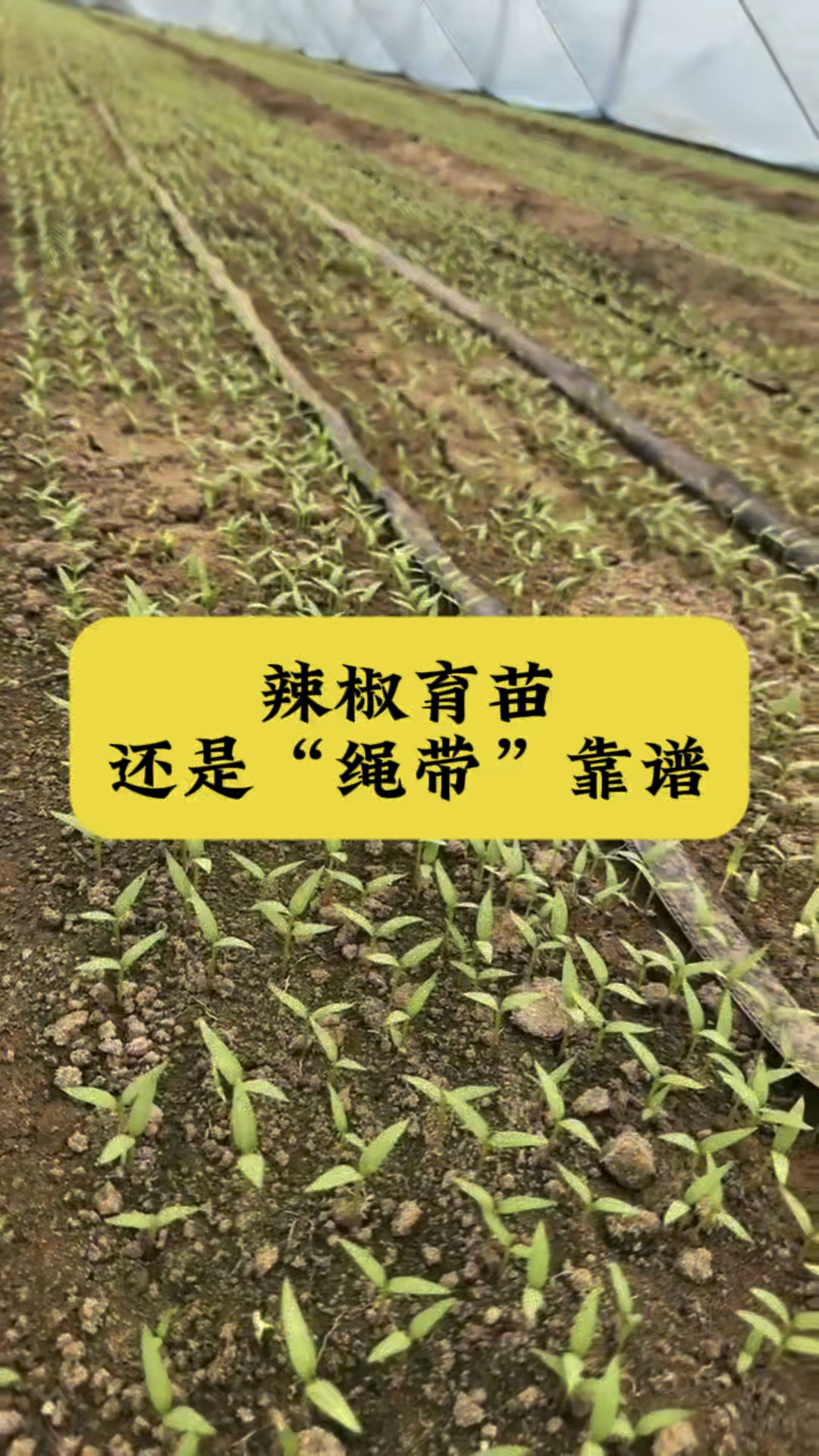 辣椒育苗还是绳带最靠谱 智能数控种子编织机#辣椒种子编织机
