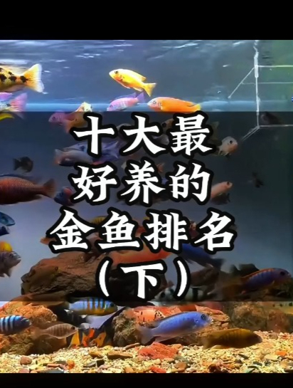 十大好养金鱼推荐,养不好请远离养鱼世界!