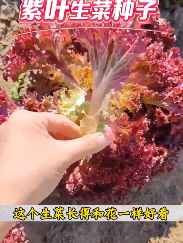 紫叶生菜口感脆嫩好吃,当下正是种植季节,撇着叶一直采收!