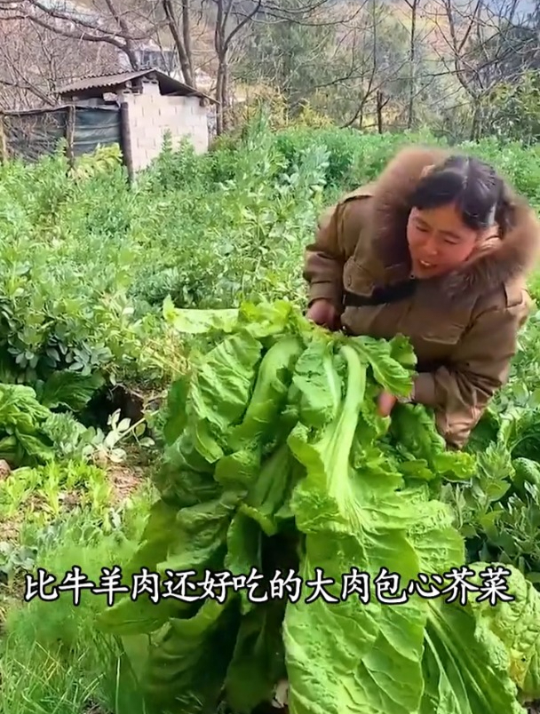 农村这种包心芥菜,价值不一般,以前用来腌酸菜