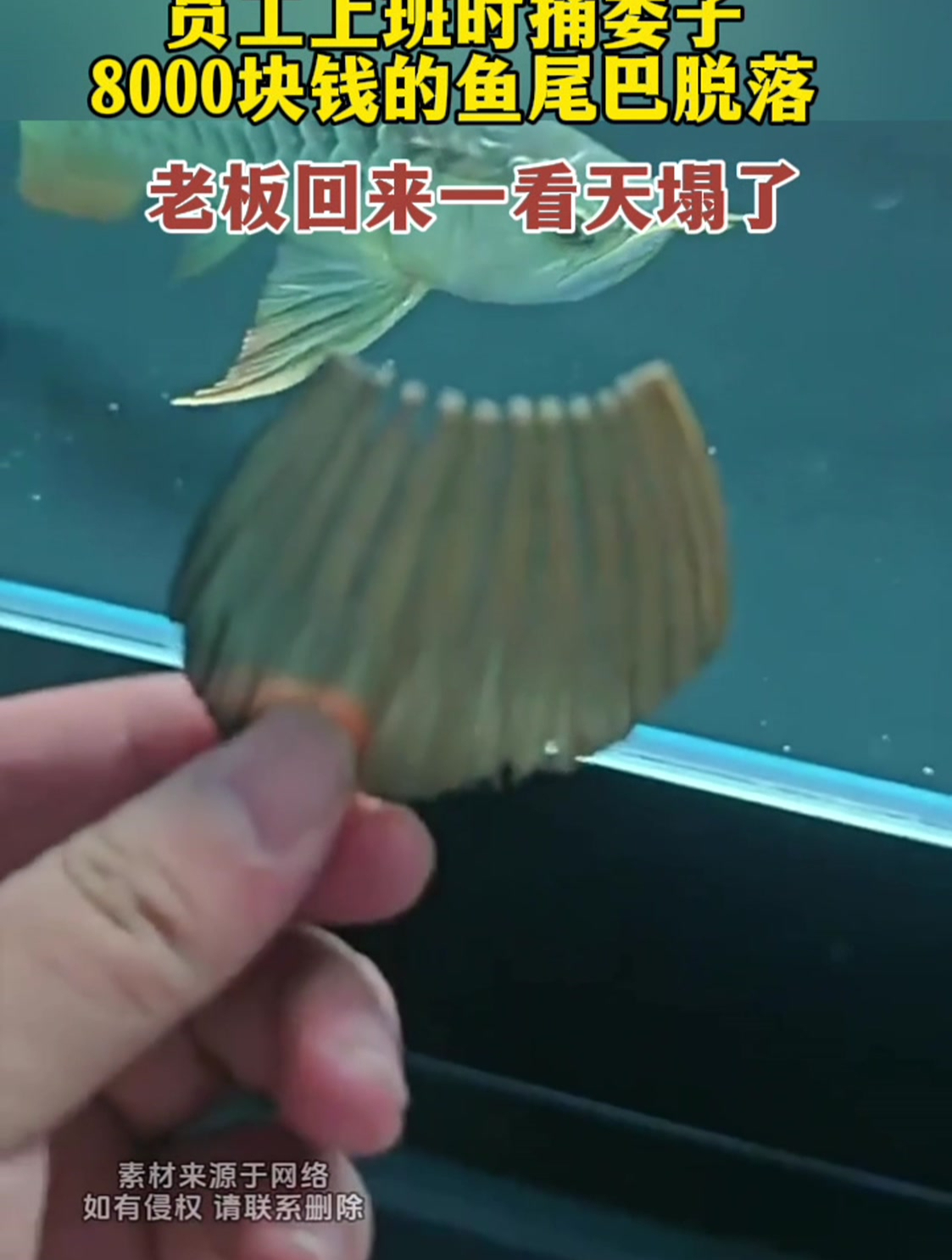 员工上班时捅娄子,8000块钱的鱼尾巴脱落