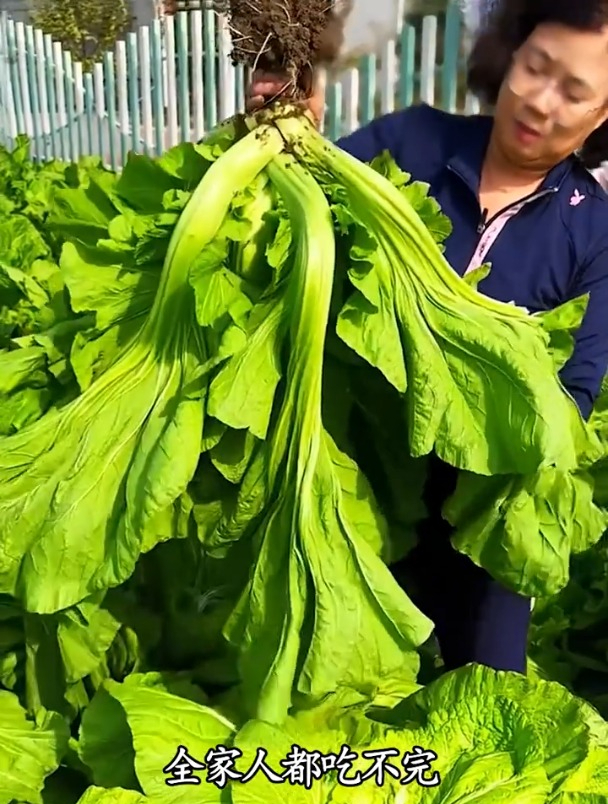 包心芥菜叶片肥厚,常用来腌制小菜,北方人甚少吃过!