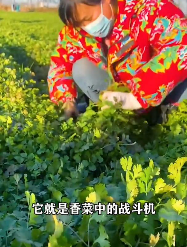 趴地香菜,撒把种子就能活,冬天一茬一茬摘着吃