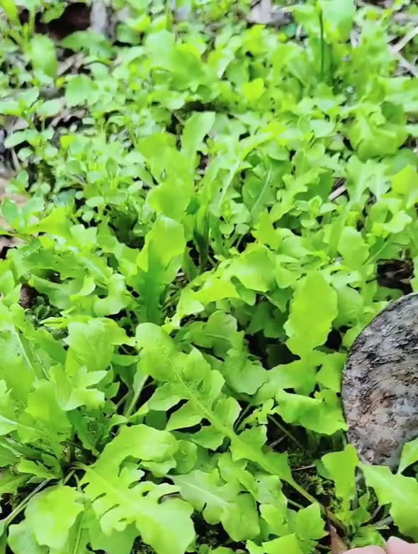 想吃荠菜一定要自己在家种,撒把种子就长一大片,不愁每天没菜吃