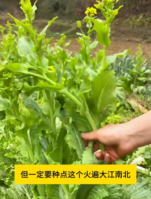 油菜苔喜冷凉气候,现在正当种植,好吃好种营养丰富