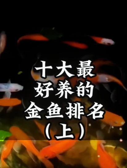十大金鱼排名出炉,你家金鱼的位置在哪?