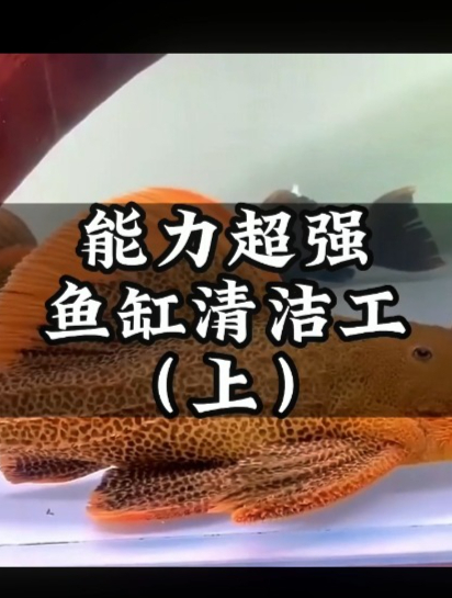 你真的了解清洁鱼吗?它对鱼缸的作用及适配种类!