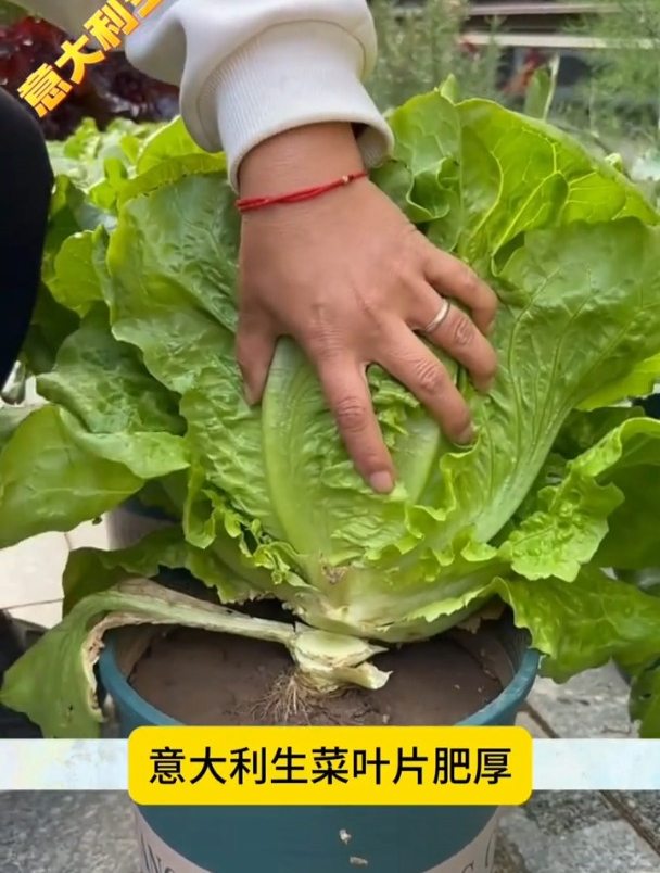 叶片肥厚的意大利生菜,生吃口感脆甜,种植也非常简单!