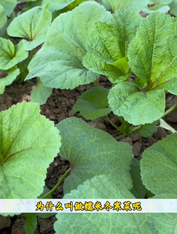 冬寒菜也叫冬葵,耐寒采收时间长,秋播可别落下它