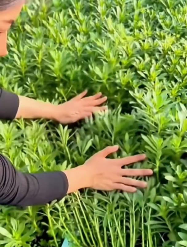 养心菜又叫三七,是古老而又稀有的野菜,如今家家户户都在种