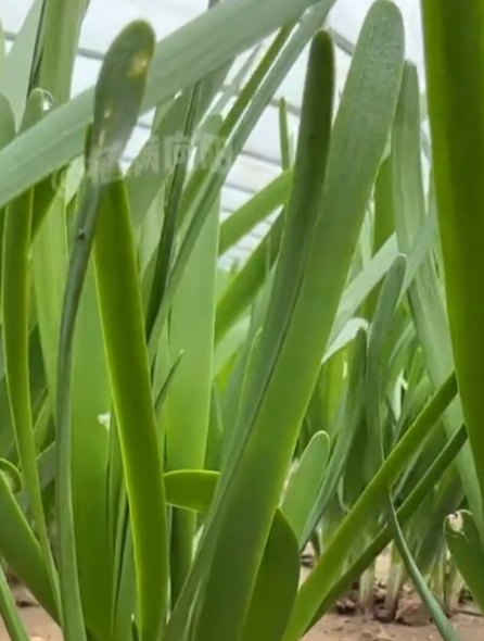 紫根宽叶韭菜这样种上,种一次年年采收