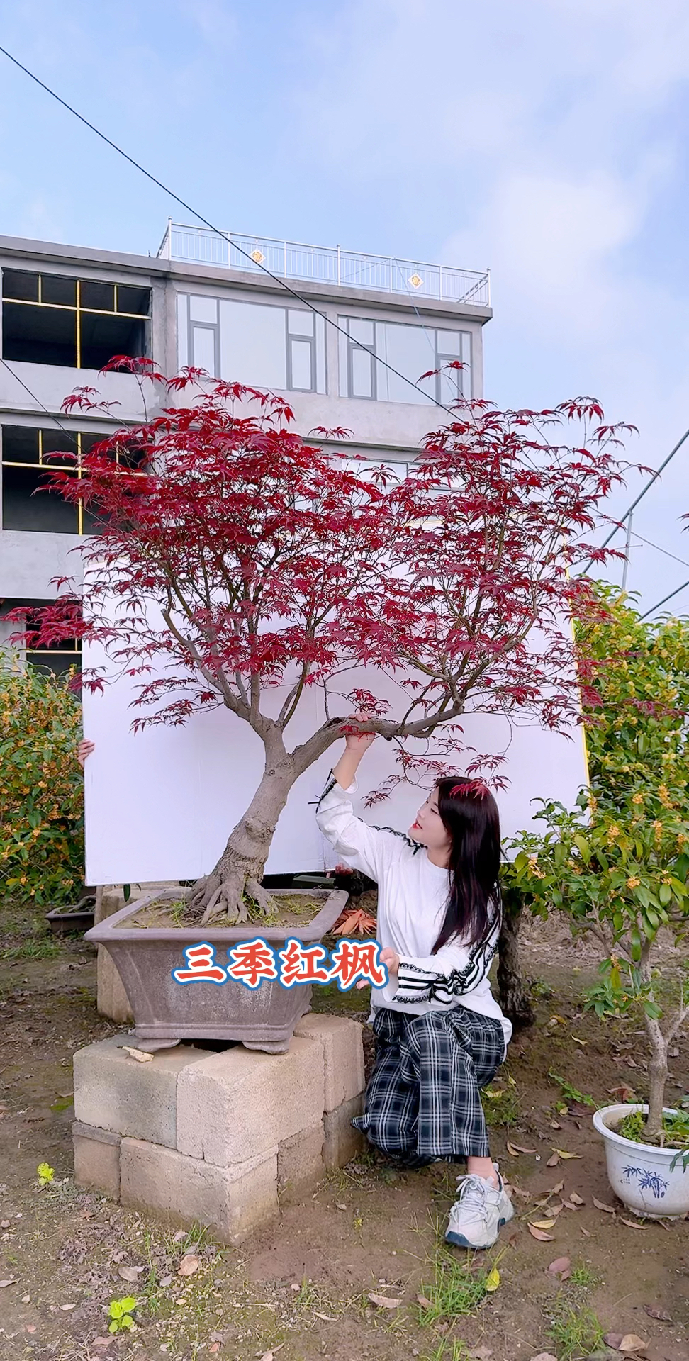 三季红枫盆景庭院景观