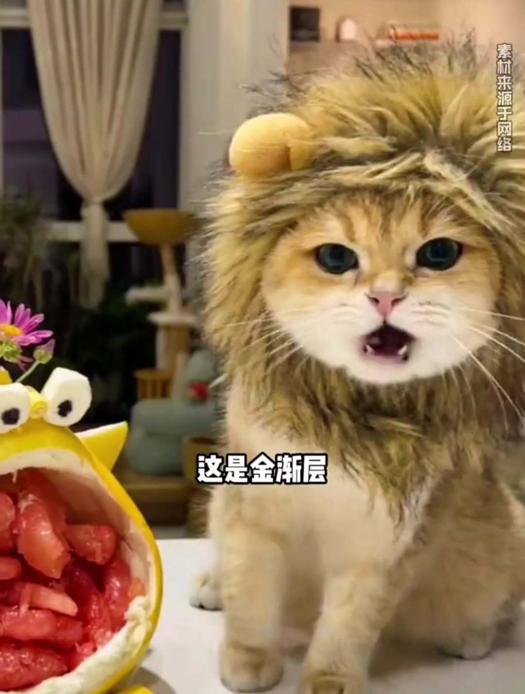 猫咪品种大全!你的有没有上榜