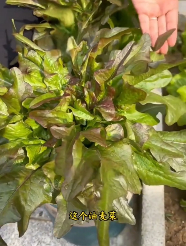 紫色油麦菜,口感鲜嫩清香,做好田间管理生长旺盛