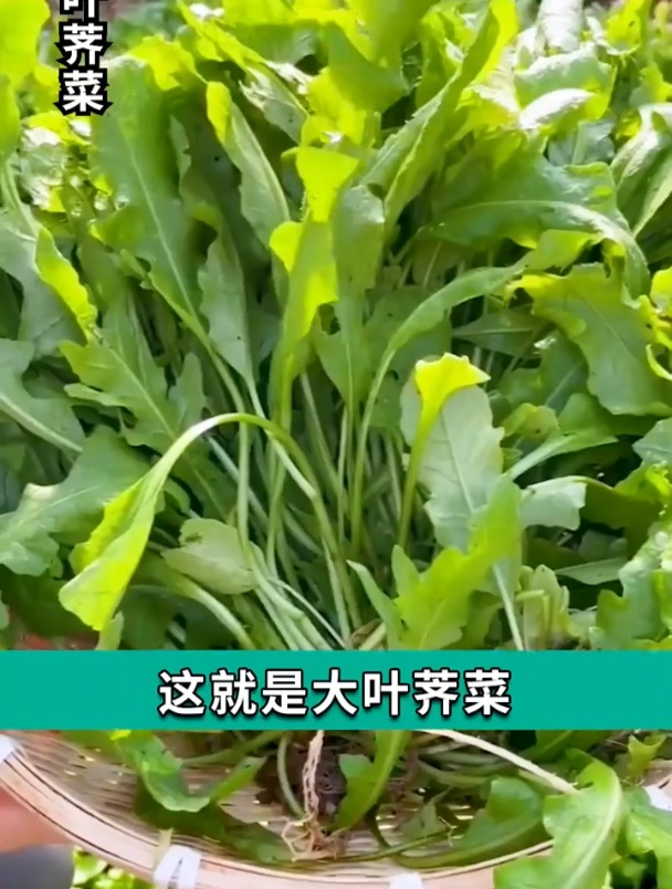 大叶荠菜营养高,现在正是播种的时候,来年一茬茬吃不完!