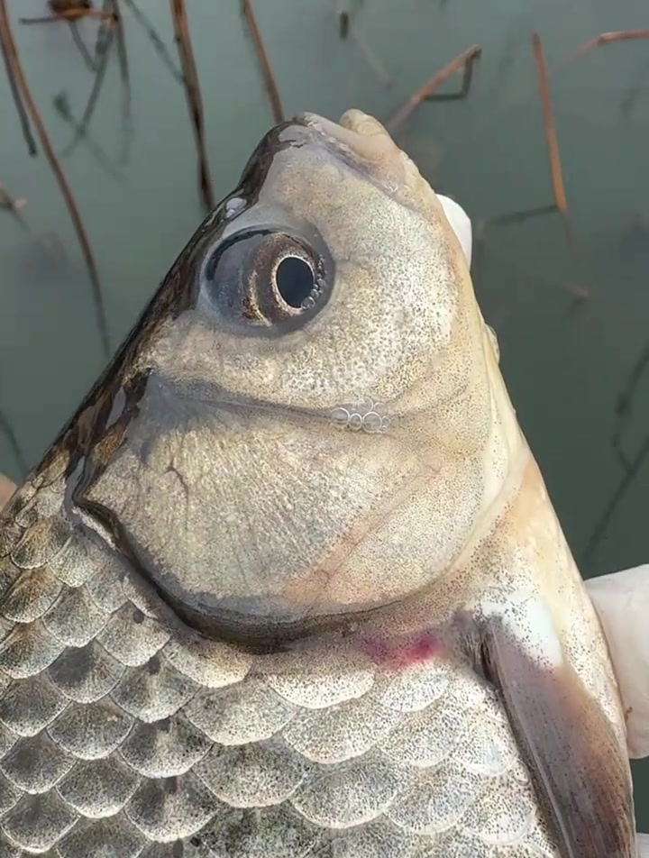 威拓森虾滑饵,让你上鱼更快,是秋冬钓轻口鱼滑口鱼的利器!