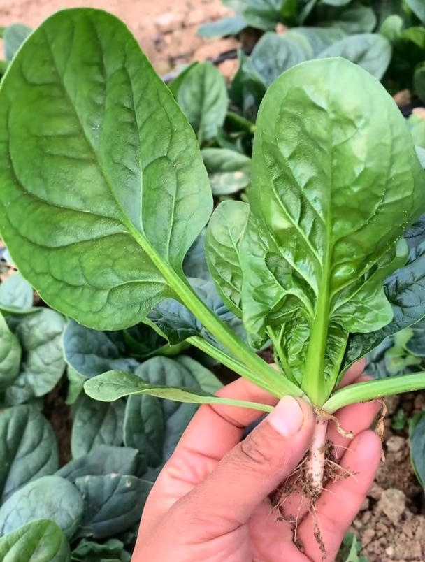 圆叶趴地菠菜,正是播种的时候,东北地区也能照常生长